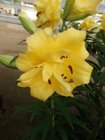 [5194 Exotic Sun VWS No02.JPG]